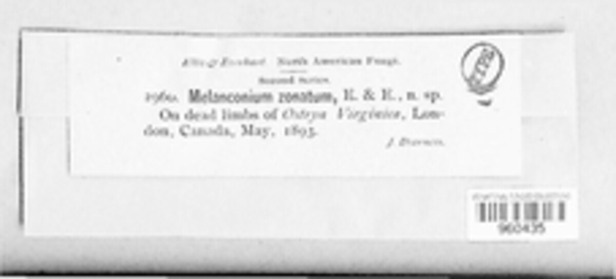 Melanconis image